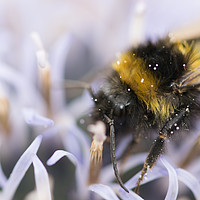 Buy canvas prints of echinops all a bee needs by james dorrington