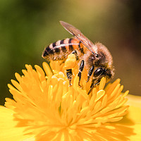Buy canvas prints of Honey Bee by Edward Kilmartin