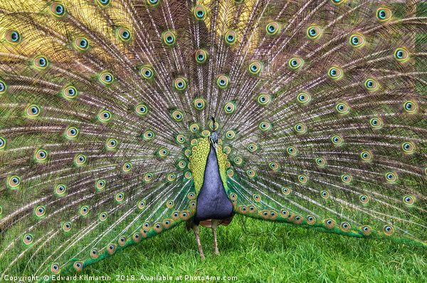 Peacock Picture Board by Edward Kilmartin