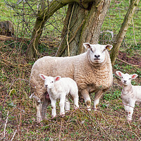 Buy canvas prints of Ewe And Lambs by Edward Kilmartin