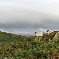 Buy canvas prints of Mountain View with Sheep by Sarah Smith