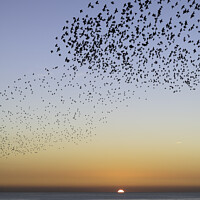 Buy canvas prints of Starling Murmuration Sunset by Sarah Smith