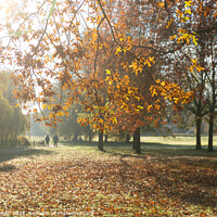 Buy canvas prints of Autumn in Manor Park, Aldershot by Sarah Smith