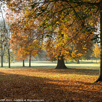 Buy canvas prints of Manor Park Autumnal Scene by Sarah Smith