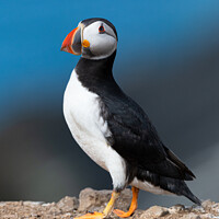 Buy canvas prints of Atlantic Puffin against blue sea by Sarah Smith