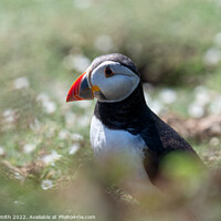 Buy canvas prints of Atlantic Puffin sitting in grass by Sarah Smith