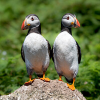 Buy canvas prints of Two young Atlantic Puffins perched on a rock by Sarah Smith