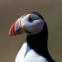 Buy canvas prints of Profile of an Atlantic Puffin by Sarah Smith