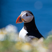 Buy canvas prints of Atlantic Puffin on Skomer Island with a striking blue background by Sarah Smith