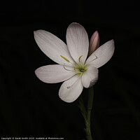 Buy canvas prints of Pink Hesperantha by Sarah Smith