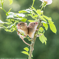 Buy canvas prints of Harvest Mice on dog rose by Sarah Smith
