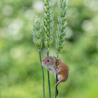 Buy canvas prints of Harvest Mouse on wheat by Sarah Smith