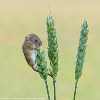 Buy canvas prints of Harvest Mouse on Wheat by Sarah Smith