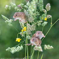 Buy canvas prints of Three Harvest Mice  by Sarah Smith