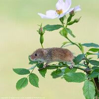 Buy canvas prints of Harvest mouse on a dog rose plant by Sarah Smith