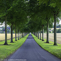 Buy canvas prints of Moor Crichel Avenue of Trees by Sarah Smith