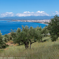 Buy canvas prints of Olive Grove Near Kalamata by Sarah Smith