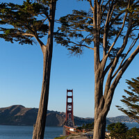 Buy canvas prints of The Golden Gate Bridge Captured Through Cypress Trees by Sarah Smith