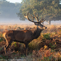Buy canvas prints of Red Deer Standing in Richmond Park by Sarah Smith