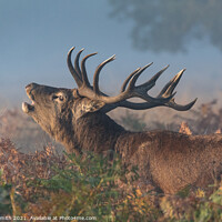 Buy canvas prints of Red Deer Stag Bellowing by Sarah Smith