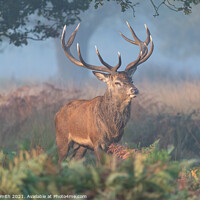 Buy canvas prints of Red Deer Stag in Richmond Park by Sarah Smith