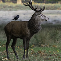 Buy canvas prints of Majestic Stag with Jackdaw by Sarah Smith