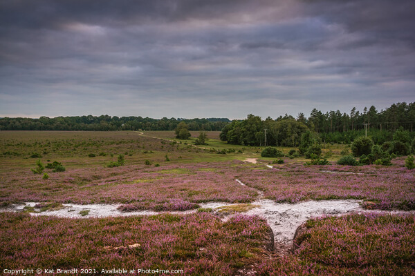 Heather in bloom in the New Forest, UK Picture Board by KB Photo