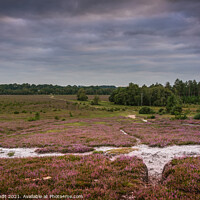 Buy canvas prints of Heather in bloom in the New Forest, UK by KB Photo