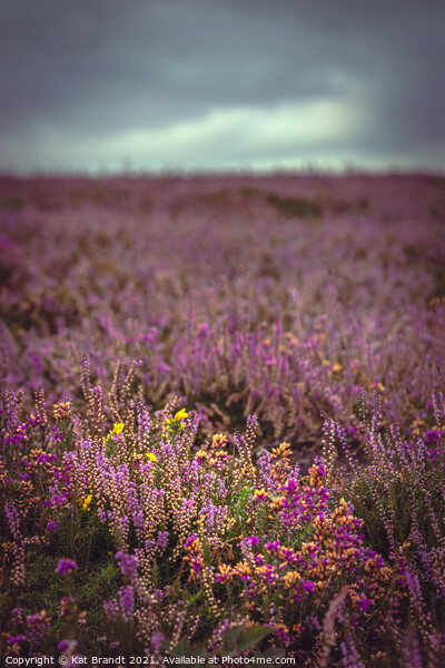 New Forest Heather and Gorse Picture Board by KB Photo