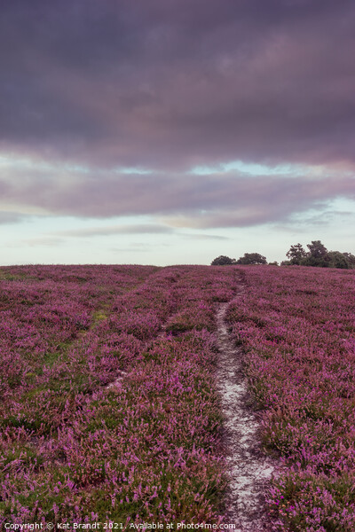 Heather field in the New Forest, UK Picture Board by KB Photo