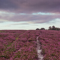 Buy canvas prints of Heather field in the New Forest, UK by KB Photo