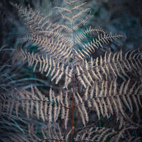 Buy canvas prints of Winter Fern by KB Photo