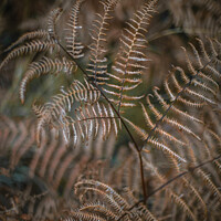 Buy canvas prints of Winter Fern by KB Photo