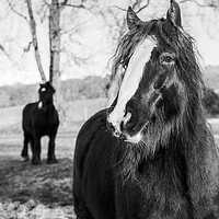 Buy canvas prints of Curious horses by KB Photo