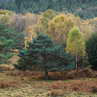 Buy canvas prints of Autumn New Forest National Park, Hampshire, Englan by KB Photo