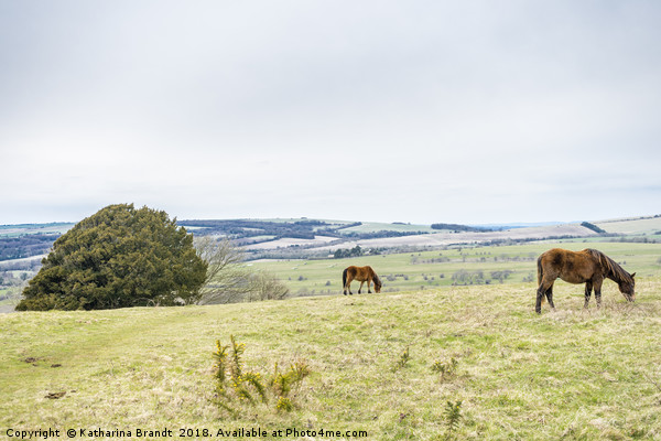Horses grazing at Cissbury Ring, South Downs, West Picture Board by KB Photo