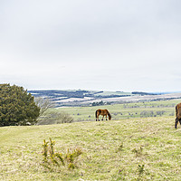 Buy canvas prints of Horses grazing at Cissbury Ring, South Downs, West by KB Photo