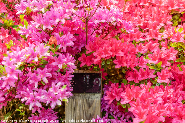 Pink Azaleas bursting with colour Picture Board by KB Photo