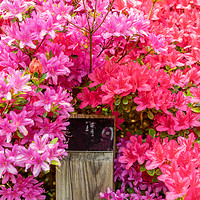 Buy canvas prints of Pink Azaleas bursting with colour by KB Photo