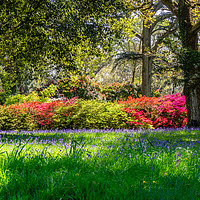 Buy canvas prints of Bluebell fields and colourful rhododendrons by KB Photo