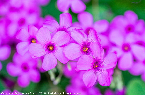 Violet Wood-sorrel flowers Picture Board by KB Photo