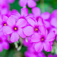 Buy canvas prints of Violet Wood-sorrel flowers by KB Photo
