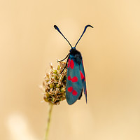 Buy canvas prints of Six spot burnet moth by KB Photo