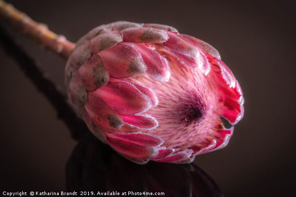 Pink Protea macro Picture Board by KB Photo