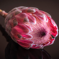 Buy canvas prints of Pink Protea macro by KB Photo
