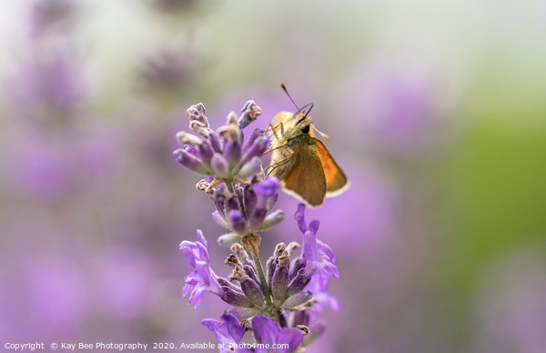 Small Skipper (Thymelicus sylvestris) on lavender  Picture Board by KB Photo