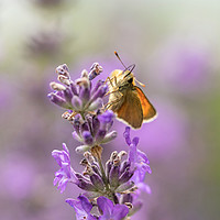 Buy canvas prints of Small Skipper (Thymelicus sylvestris) on lavender  by KB Photo
