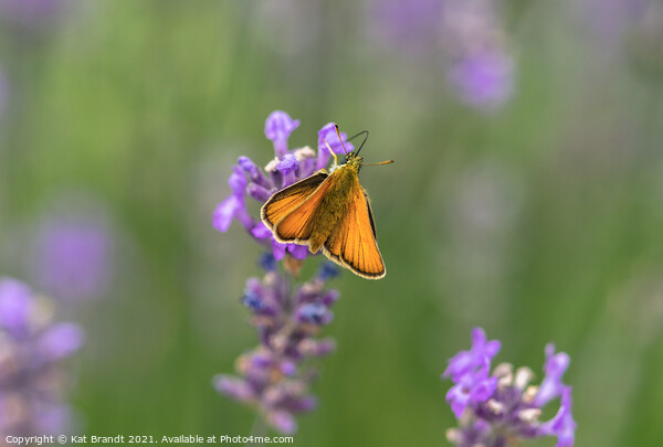 Essex Skipper butterfly (Thymelicus lineola)  Picture Board by KB Photo