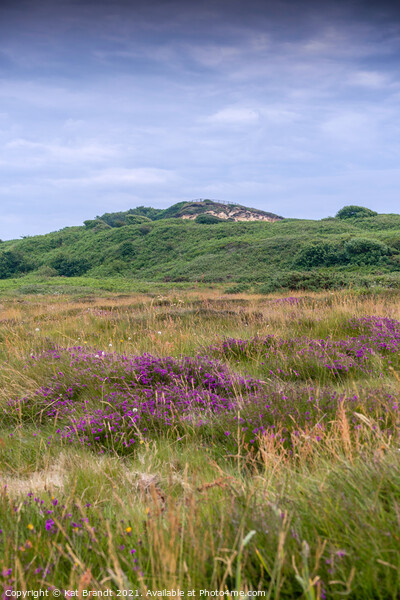 Hengistbury Head Nature Reserve, UK Picture Board by KB Photo