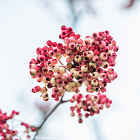Buy canvas prints of Pink winter berries by KB Photo